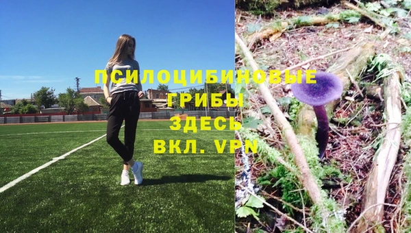 шишки Няндома