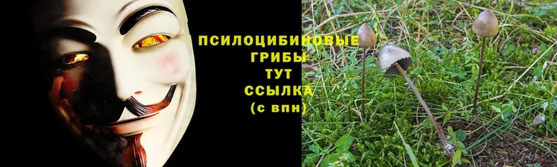 где купить наркоту  Лихославль  кракен ссылки  Псилоцибиновые грибы Cubensis 